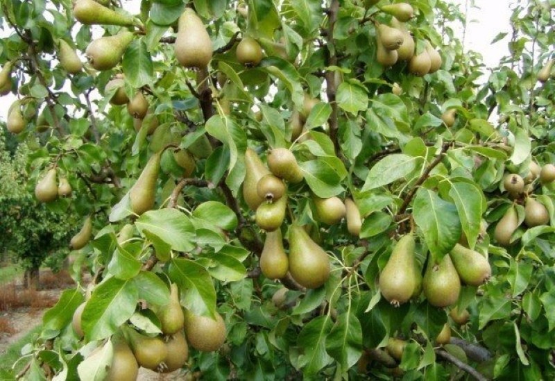 variedad de pera de conferencia