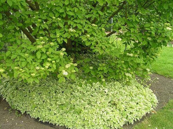 gemir a la sombra de un árbol