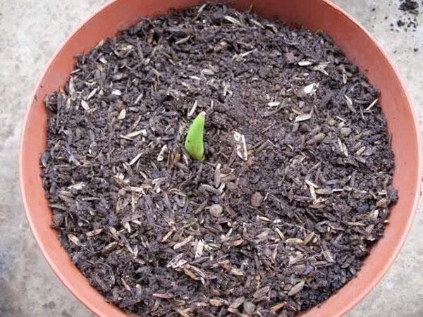 plantation de tulipes au printemps