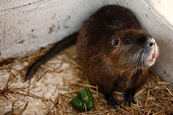 Nutria est conservé dans des enclos robustes, propres et spacieux