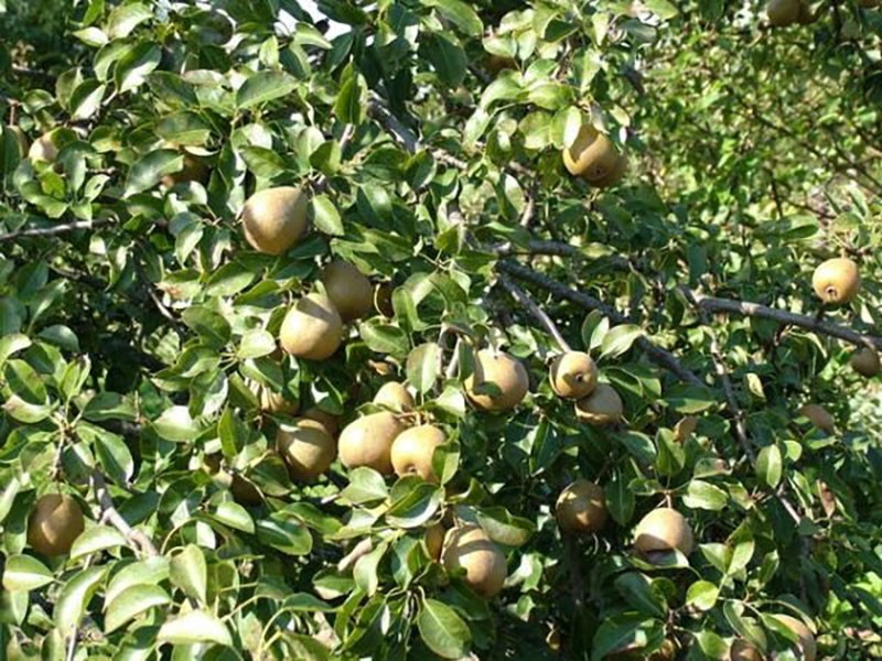 culture de poire biélorusse tardive