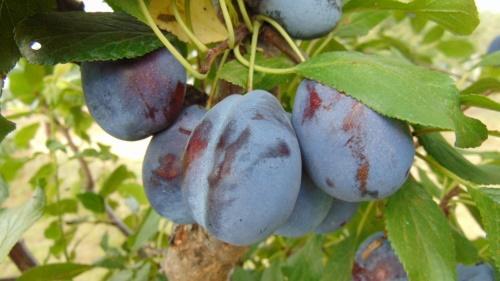 variété de prune hongroise Donetsk