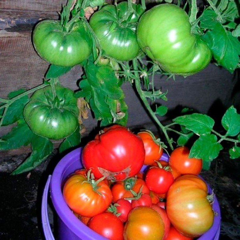 pros y contras de la pata de oso de tomate