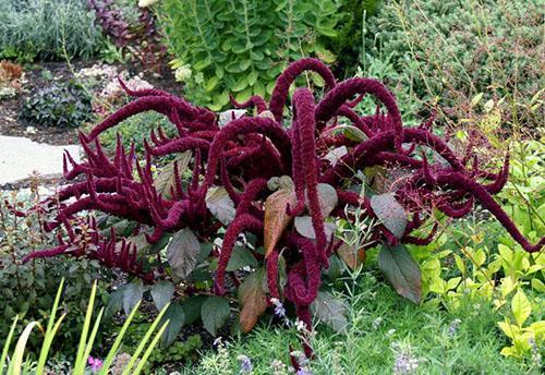 Variedades de amaranto en el jardín.