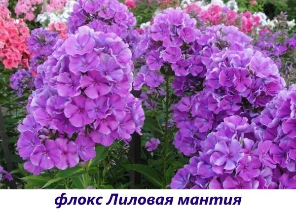 Toga Phlox Lila