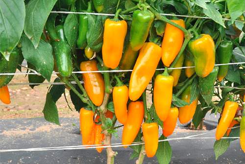 Variedad de pimiento Amarillo naranja - foto