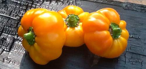 Variedad de pimiento Golden rain