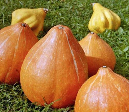 Variedades de calabaza Rossiyanka