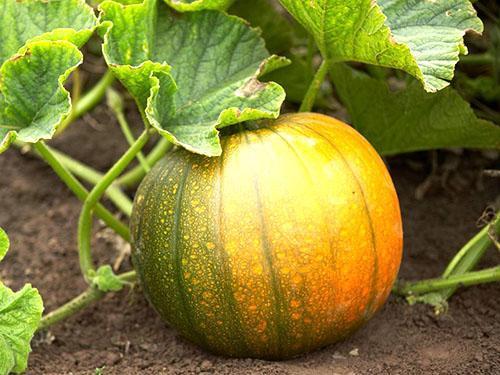 Calabaza Arbusto Naranja