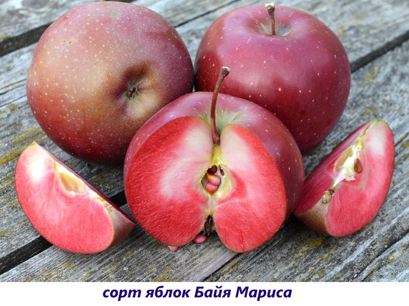 manzanas baya maris