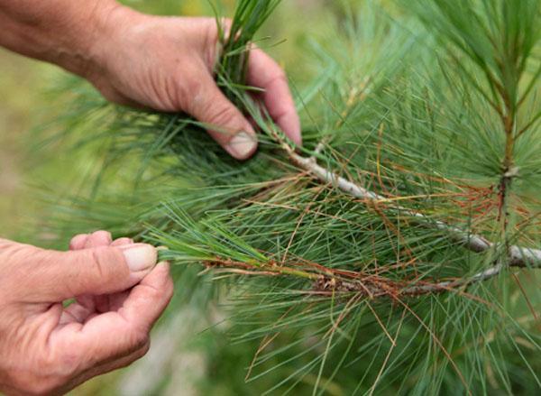 aiguilles de pin dans la lutte contre les allergies