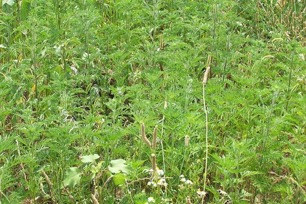 herbe à poux