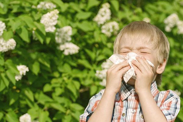 symptômes d'allergie à l'ambroisie