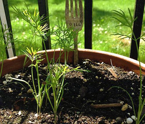 Las plantas jóvenes necesitan luz y humedad.