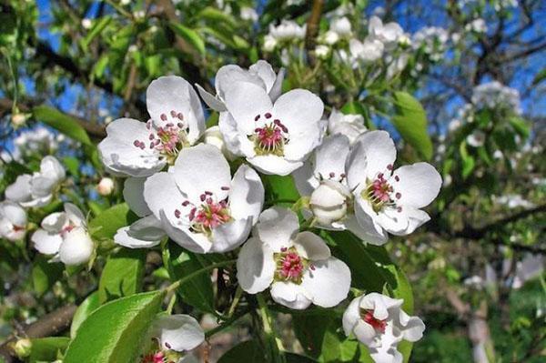 inflorescencia de pera