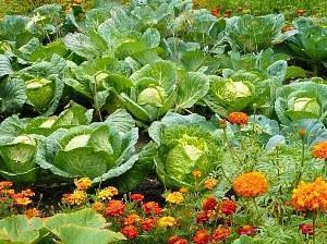 ¡Compatibilidad vegetal en el jardín!