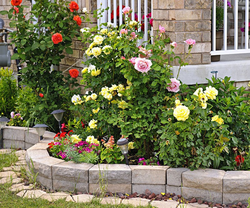 planter des roses le long du chemin