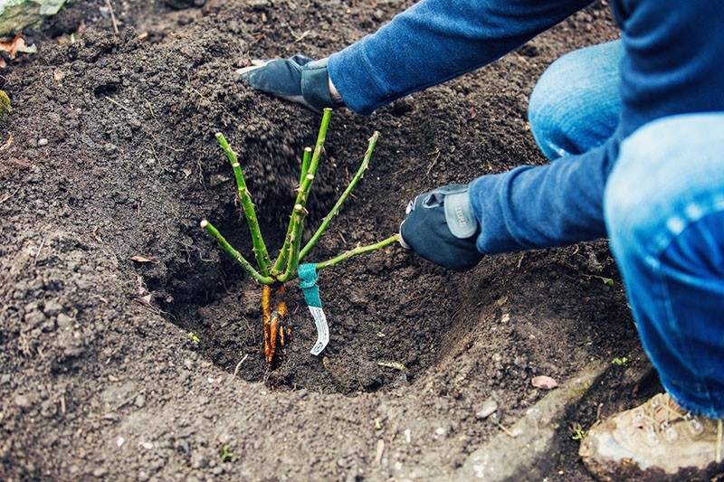 planter des roses