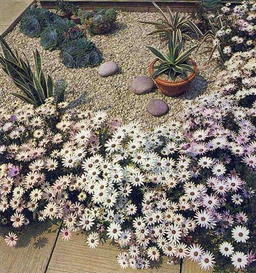 plantas tolerantes a la sequía en el jardín