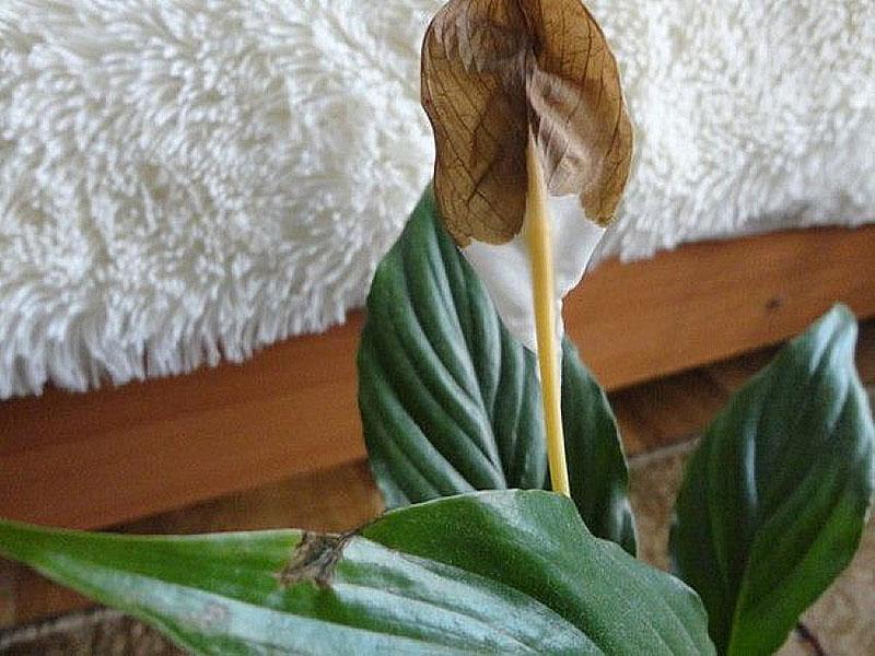 résolution de problèmes de soins spathiphyllum