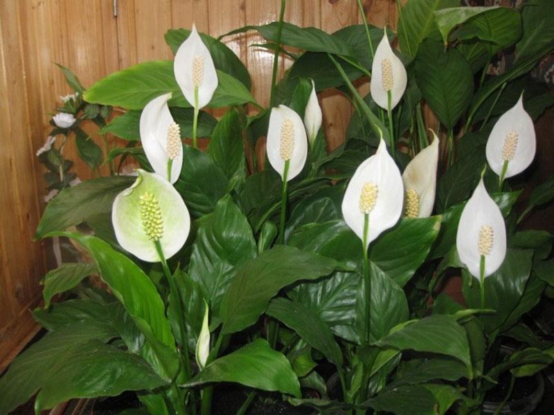 fleurs de spathiphyllum