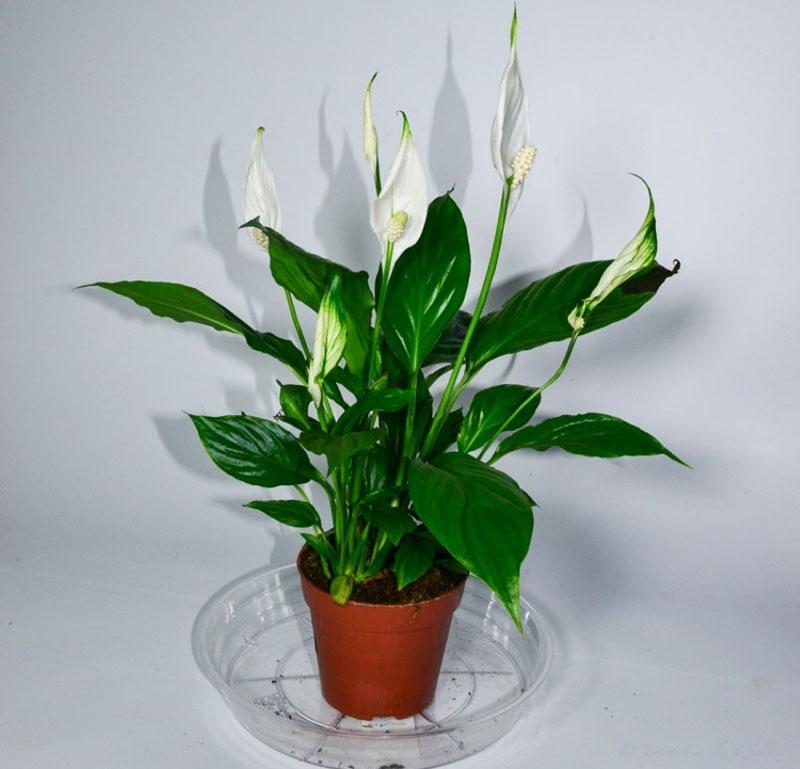 soins spathiphyllum