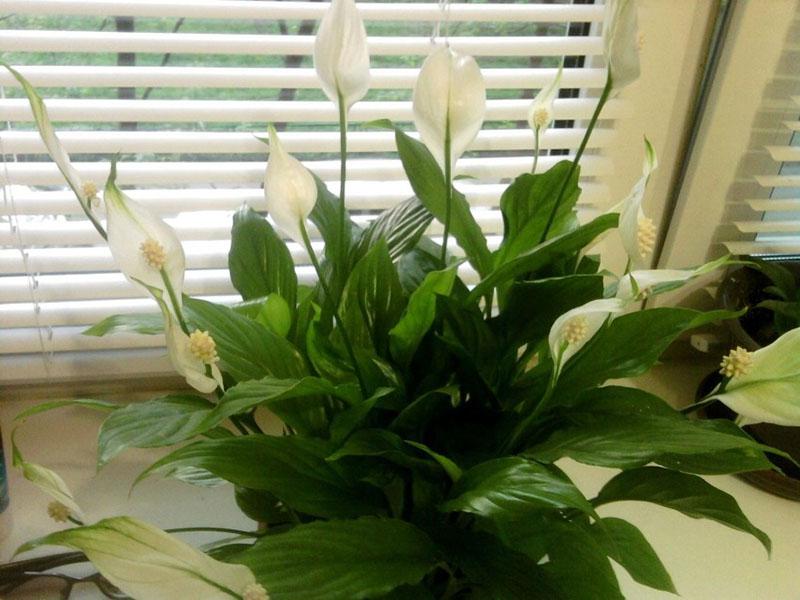 éclairage pour spathiphyllum