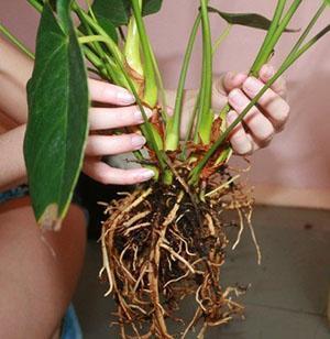 Le buisson est soigneusement séparé par des rosettes