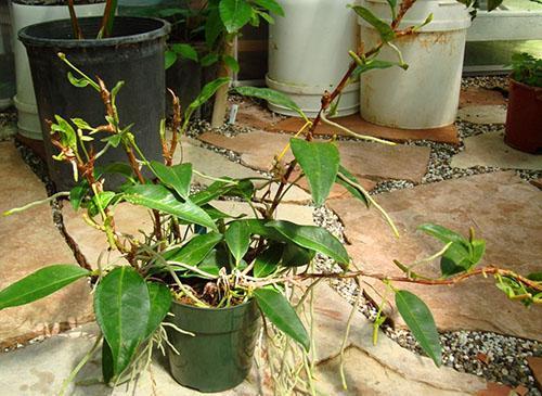 Reproduction d'anthurium par bouturage à racines aériennes