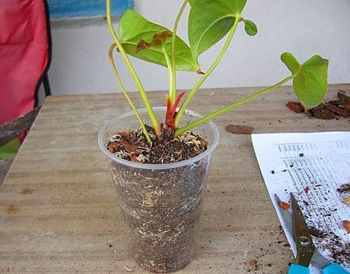 La première feuille est apparue sur une jeune plante