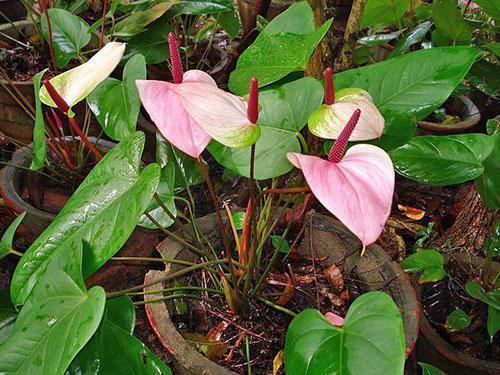 Douce floraison d'anthurium