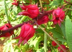 Flores rosas sudanesas