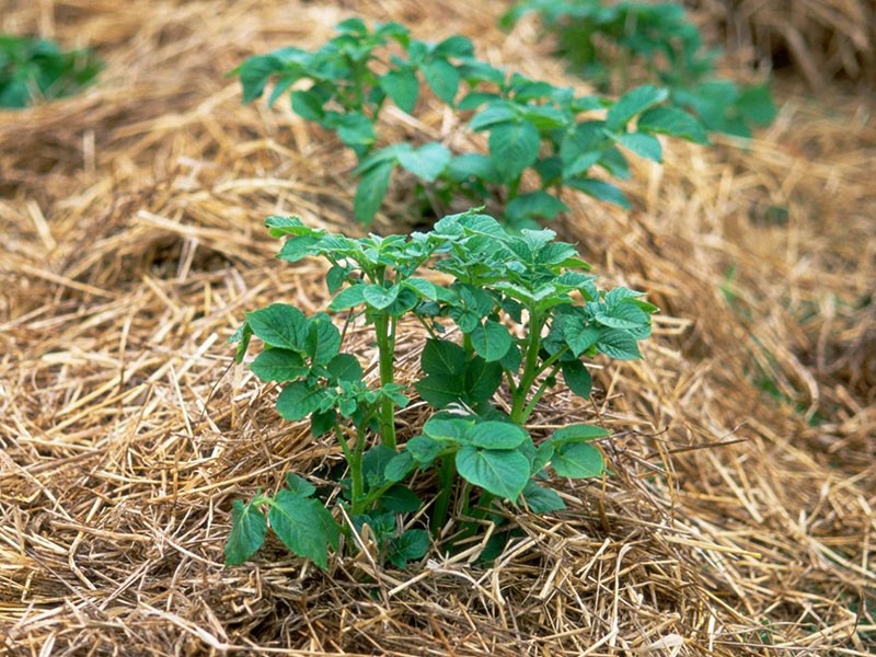 cuidado de plantación de papa