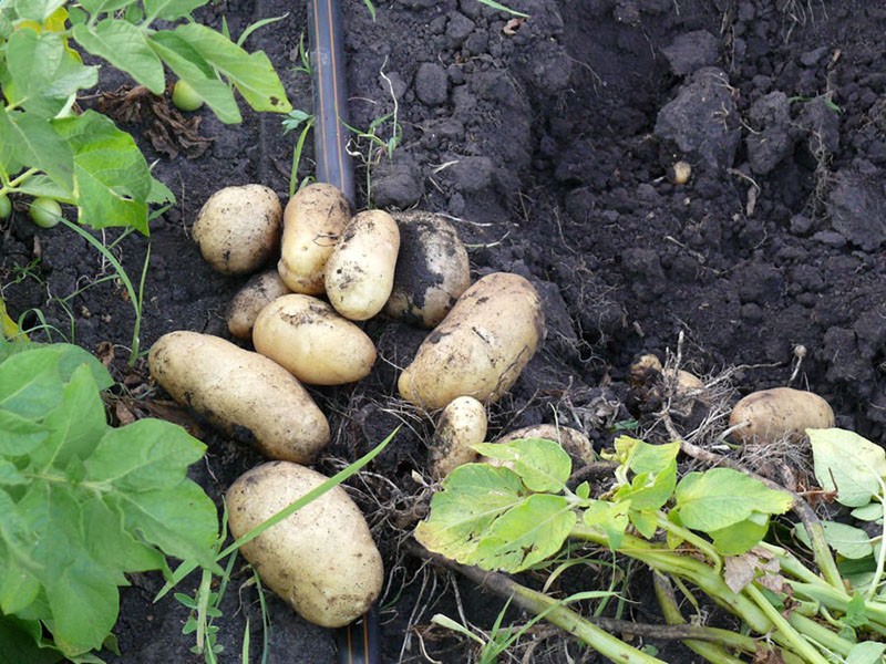 características de la variedad Impala