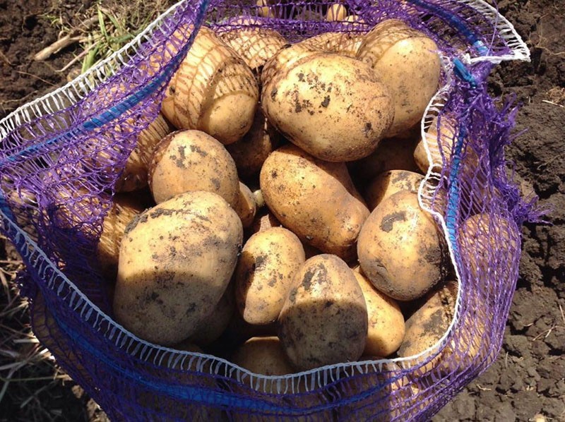 alto rendimiento de patatas Impala