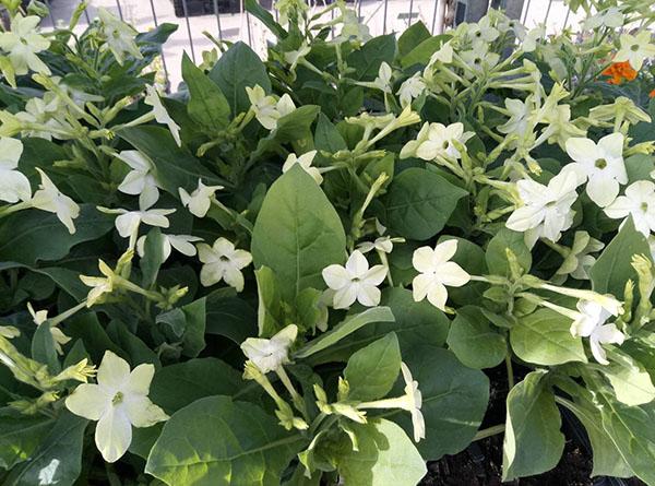 flores de tabaco fragantes