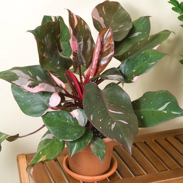 Philodendron princesa rosa ruborizada