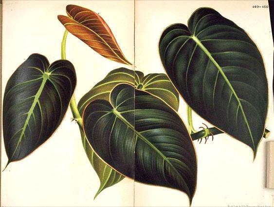 Philodendron negro-oro Negro Oro