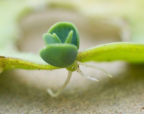 Bébé est enraciné et prêt à planter