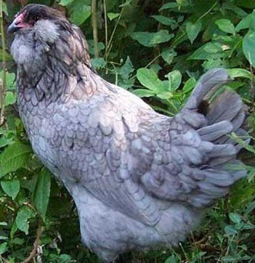 orejas cubiertas de plumas