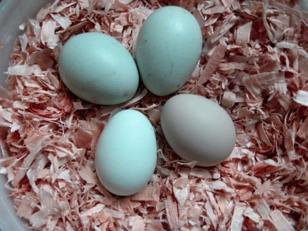 huevos azules
