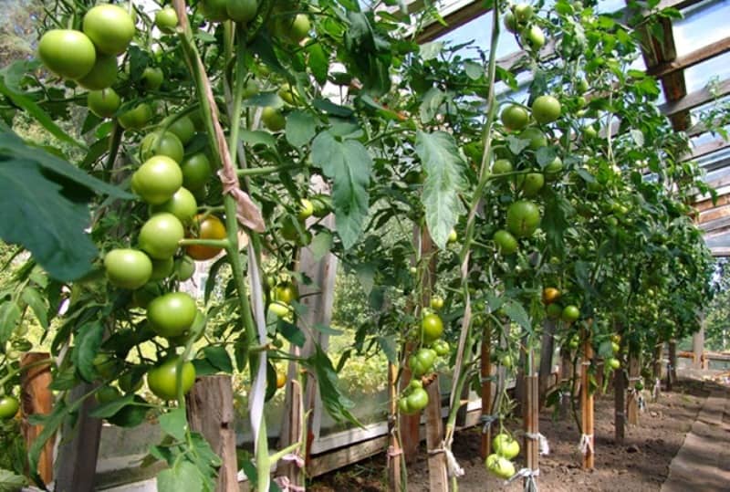 variedad de tomates blagovest