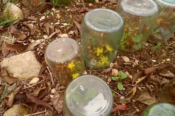 enracinement des boutures de forsythia