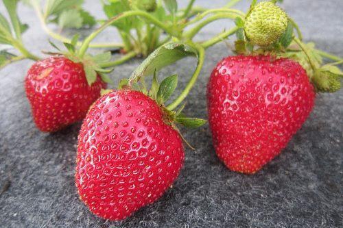 branche de fraises