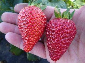 fresas grandes en la palma de tu mano