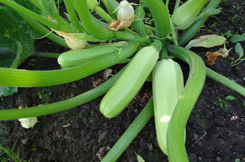 cultivo de variedades de calabacín Kavili