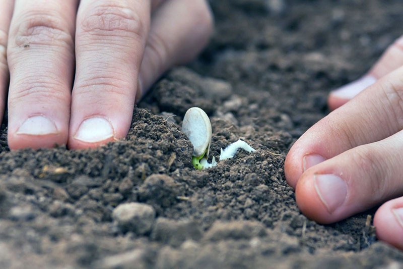 correcta plantación de semillas