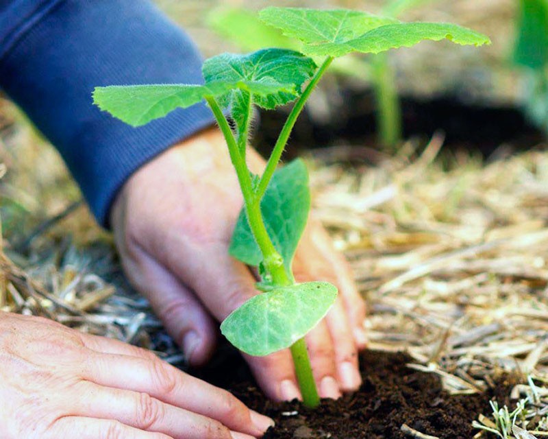 Plantar plántulas de calabacín en campo abierto.