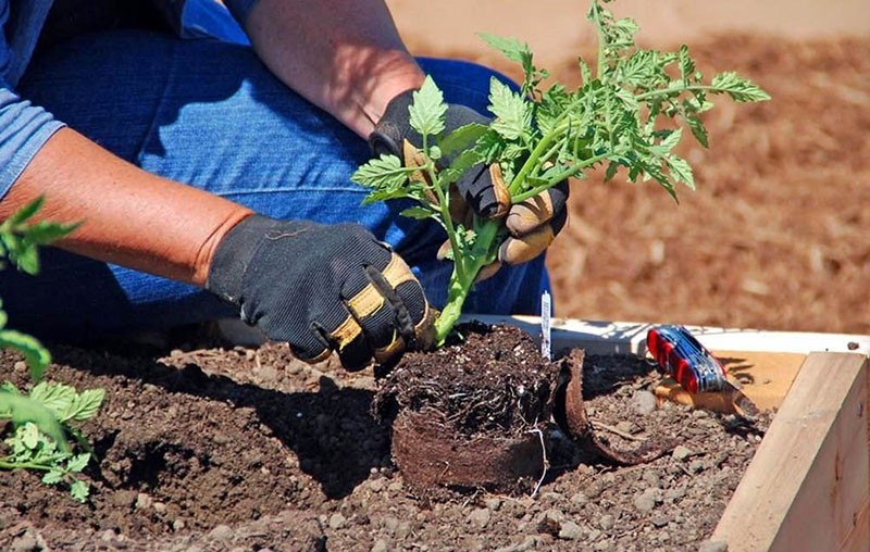 planter des semis dans le jardin