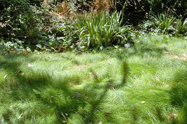 Fétuque dans la nature